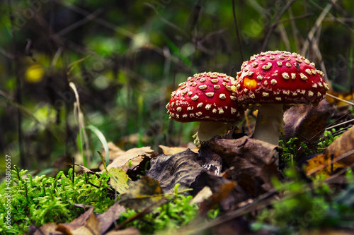 fly agarics in autumn forest