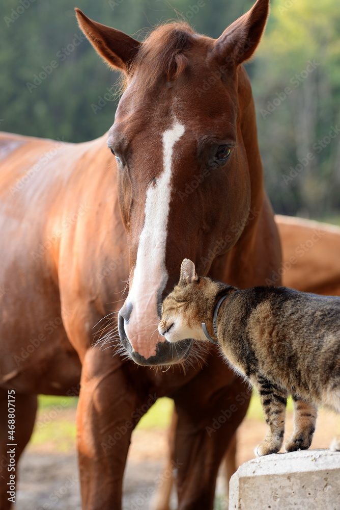 Tierische Freunde. Getigerte Katze spielt mit Pferd Tierische Freunde. Getigerte Katze spielt mit Pferd