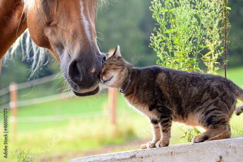 Tierische Freunde. Getigerte Katze spielt mit Pferd photo