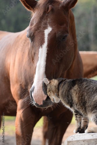 Tierische Freunde. Getigerte Katze spielt mit Pferd © Grubärin