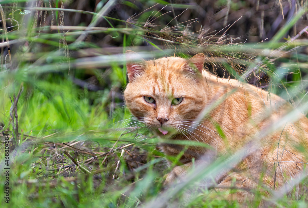 A wild cat back to nature looking through the grass.