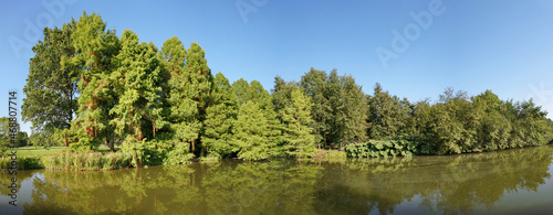 Tree Panorama behind a Lake in a Park in Summer. Panorama