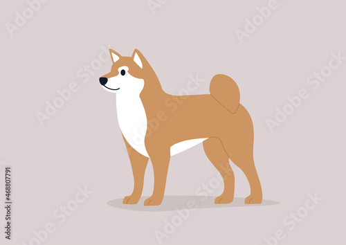 Shiba inu dog in orange color, domestic pet