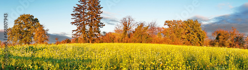 Rapsfeld mit Rapsblüten im Herbst - Panorama