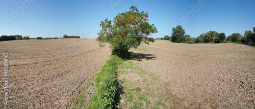 Farmland in Summer after harvest. Harvested Field Panorama. photo