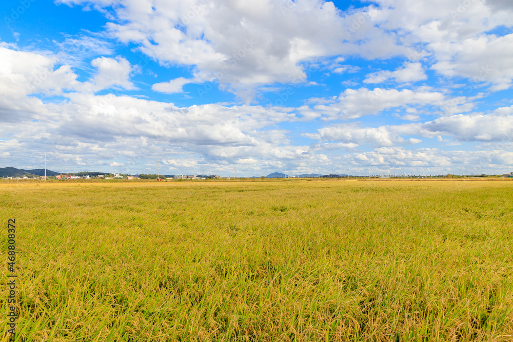 Korean traditional rice farming. Korean rice farming scenery. Korean rice paddies.Rice field and the sky in Ganghwa-do, Incheon, South Korea.