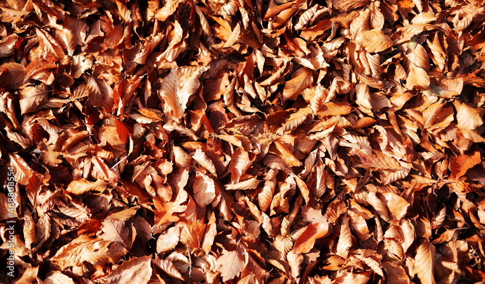 Dry golden leaves background and texture Dry golden leaves background and texture