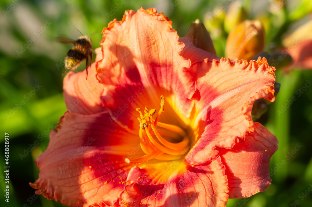 Day-lily in bright sunny day in park. Flower under sun. Summer flowers. Garden flowers. flower and insect. Busy bumblebee. Beauty of flowers and garden. Lily with with orange petals. Day-lily in bright sunny day in park. Flower under sun. Summer flowers. Garden flowers. flower and insect. Busy bumblebee. Beauty of flowers and garden. Lily with with orange petals.