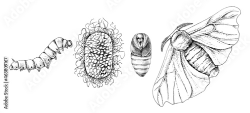 Monochrome metamorphosis of the silk moth photo