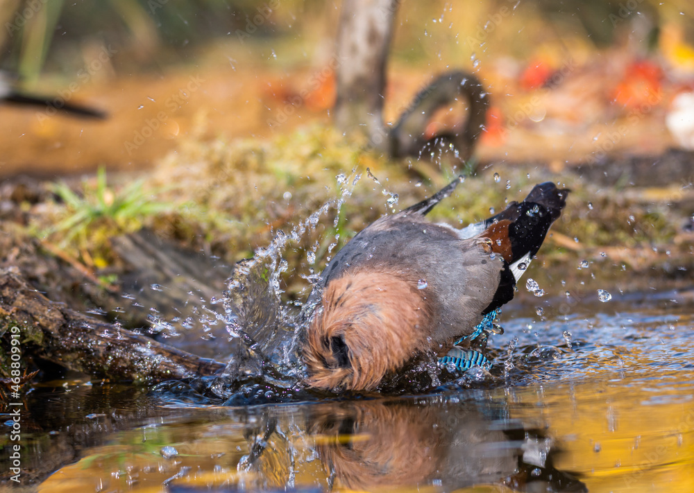 Fototapeta premium jay