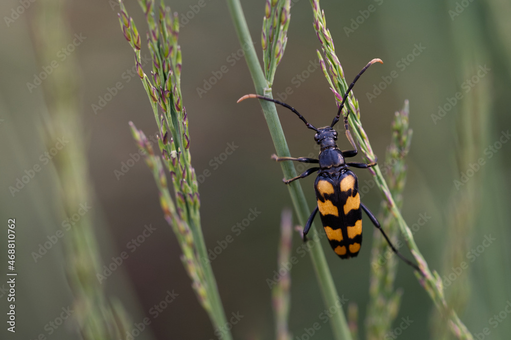 Vierbindiger Schmalbock (Leptura quadrifasciata)