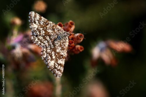 Heidespanner (Ematurga atomaria) photo