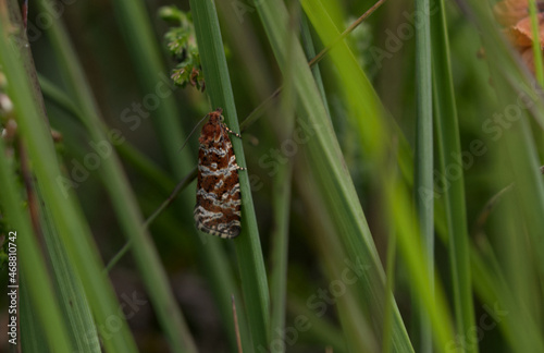 Phiaris schulziana (Phiaris schulziana) © gebut