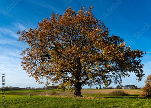 Solitary big old Oak Tree (Quercus) in the midst of fields and meadows in Sauerland Germany near Menden Oesbern and Arnsberg, a rural agricultural region on a autumn day. Colorful foliage and blue sky