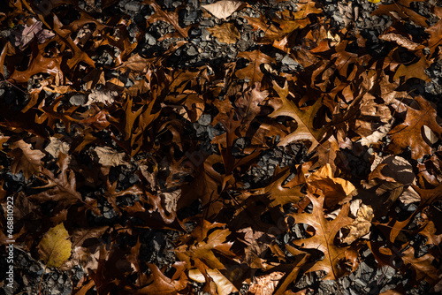 Oak leaves lay on the ground.
