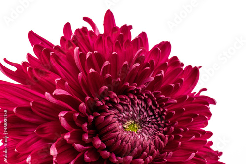 Red chrysanthemum flower isolated on white background.