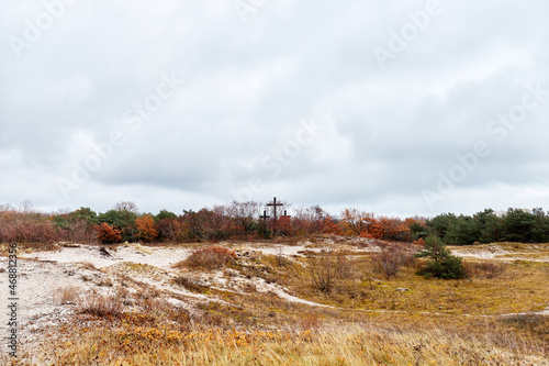 landscape in the forest