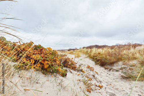 grass on the beach