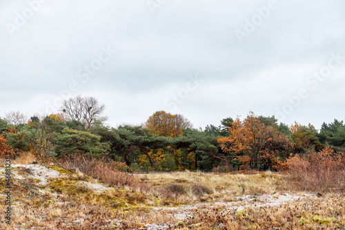 autumn in the forest