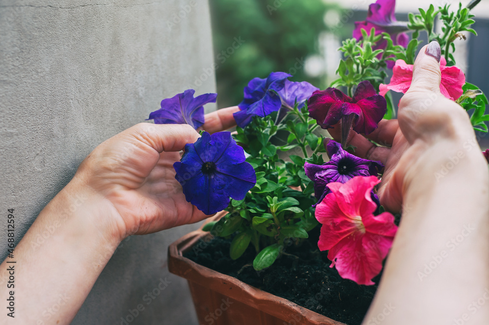 custom made wallpaper toronto digitalGrowing multi-colored petunias on the balcony. Female hands hold purple and pink petunia flowers.