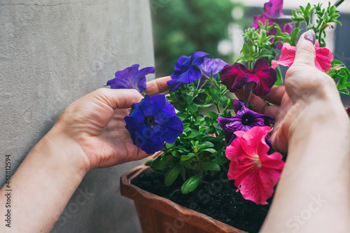 Growing multi-colored petunias on the balcony. Female hands hold purple and pink petunia flowers.