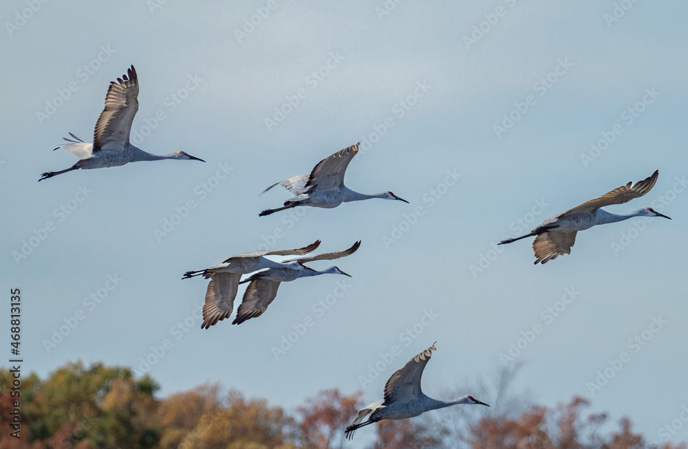 Sandhill Cranes gather over the prairie before migration Sandhill Cranes gather over the prairie before migration