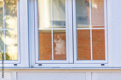 White and brown cat sitting looking at the street through the glass of a building window in Madrid  Spain. Europe. Horizontal photography.