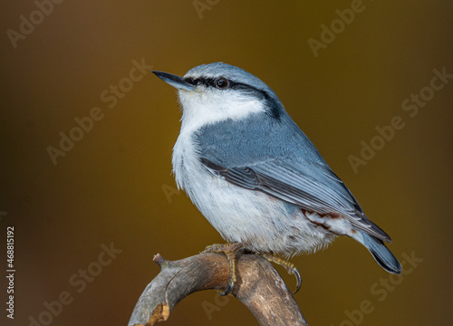 nuthatch