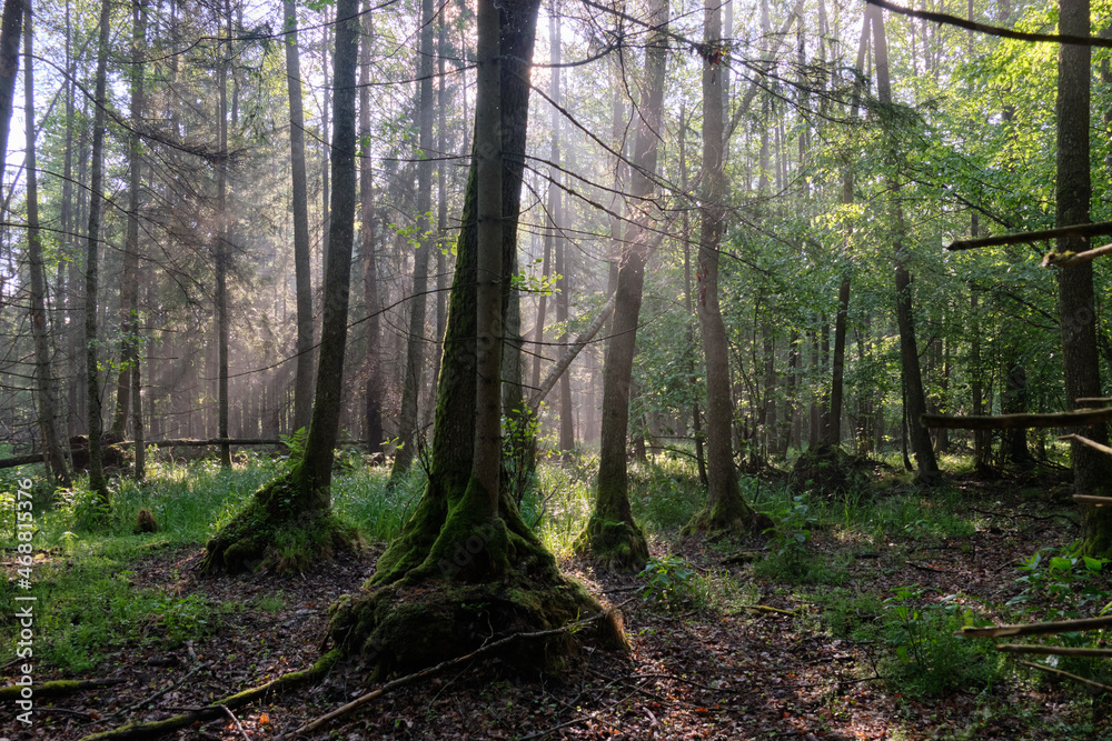 Obraz premium Sunbeam entering rich deciduous forest