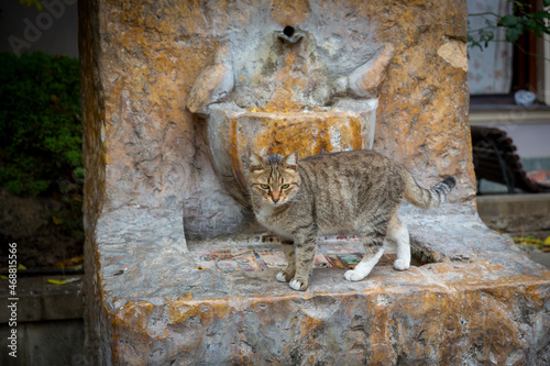 Photography Funny gray brindle cat on the background of an old marble red drinking fountain