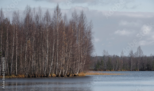 Forest of birches on the lake shore in autumn. Landscape Harsh northern nature. Lake Khepojarvi, Leningrad Region Toksovo. photo