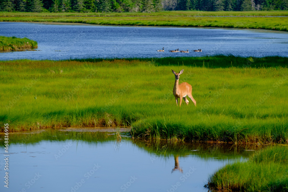Naklejka premium Summer Whitetail deer feeding out on a beautiful green marsh surround by blue waters of the many Maine inlets around the state