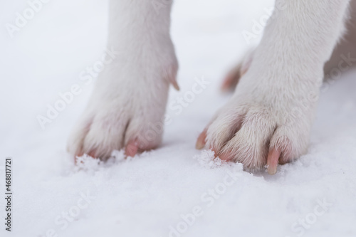 Close-up of dog paws on white snow.