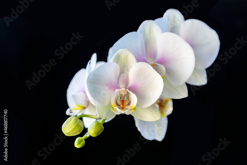 Blooming white orchid on a black background. Home flowers, floriculture, hobbies.