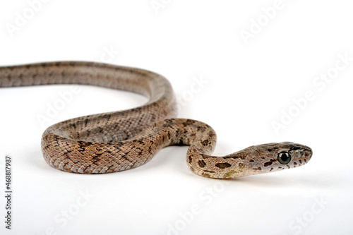 Bairds Kletternatter // Baird's rat snake (Pantherophis bairdi)