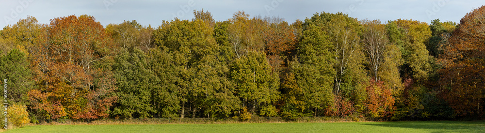 Wide panorama of autumn colored orange and yellow toned trees with sharp shadow on the edge of a forest with meadow in the foreground and blue sky behind.