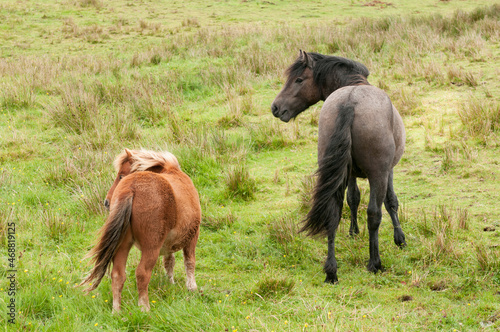 Brown pony and black horse in the green field. Domestic horses in the environment outdoors