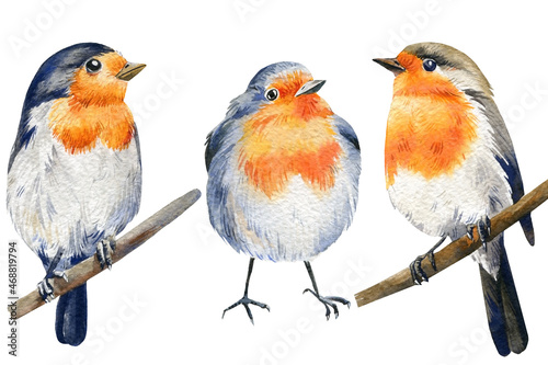 Robin birds watercolor. Winter bird. Christmas Illustration isolated on white background. Wild nature © Hanna