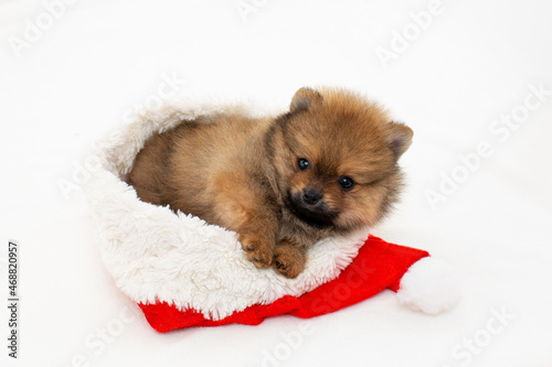 Cute pomeranian puppy playing with Santa Claus hat. The puppy has a New Year. A Christmas puppy.