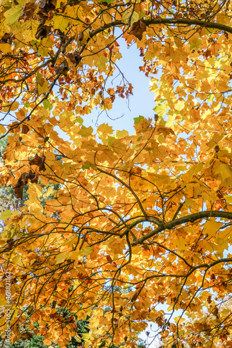tree as a background with golden yellow and orange leaves in autumn