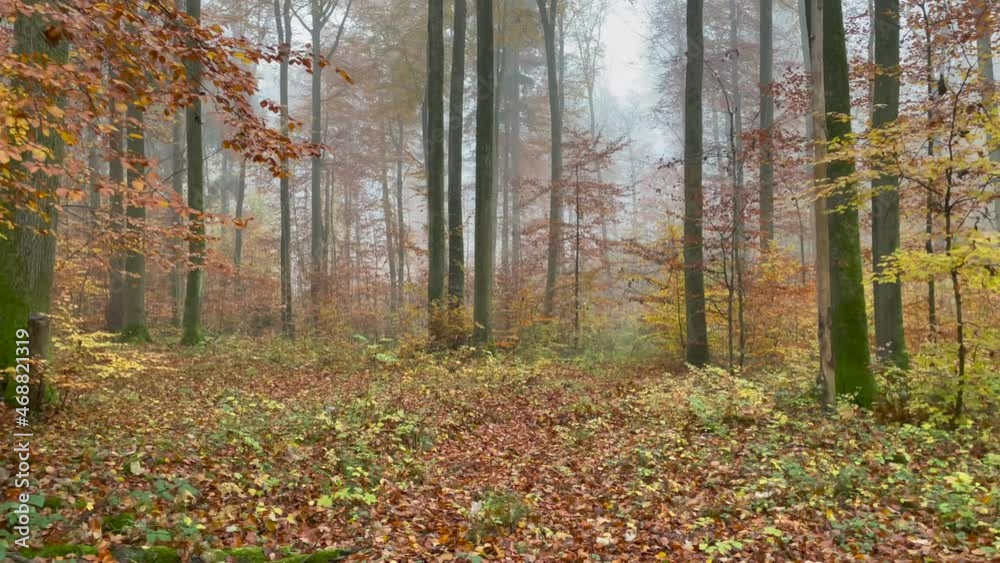 A Forest in Autumn, Neuenstadt, Germany, Europe A Forest in Autumn, Neuenstadt, Germany, Europe