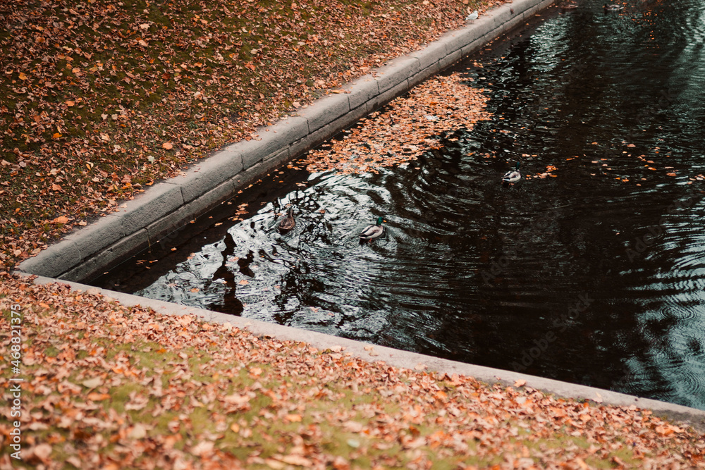 Autumn leaves in the park and duck in the pond