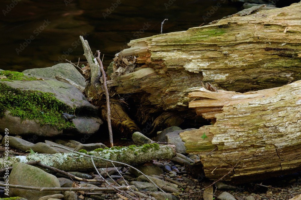 Splintered tree logs with a small frog sitting on the moss covered rock next to a clear shallow stream