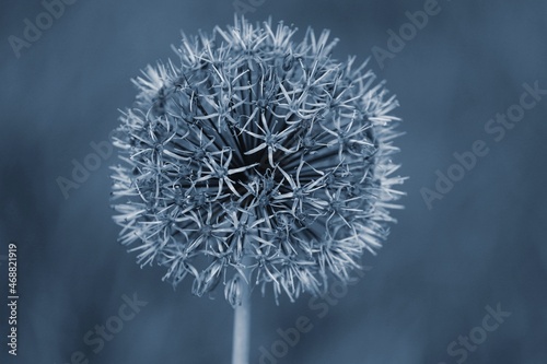 Blüte von Allium in blau photo