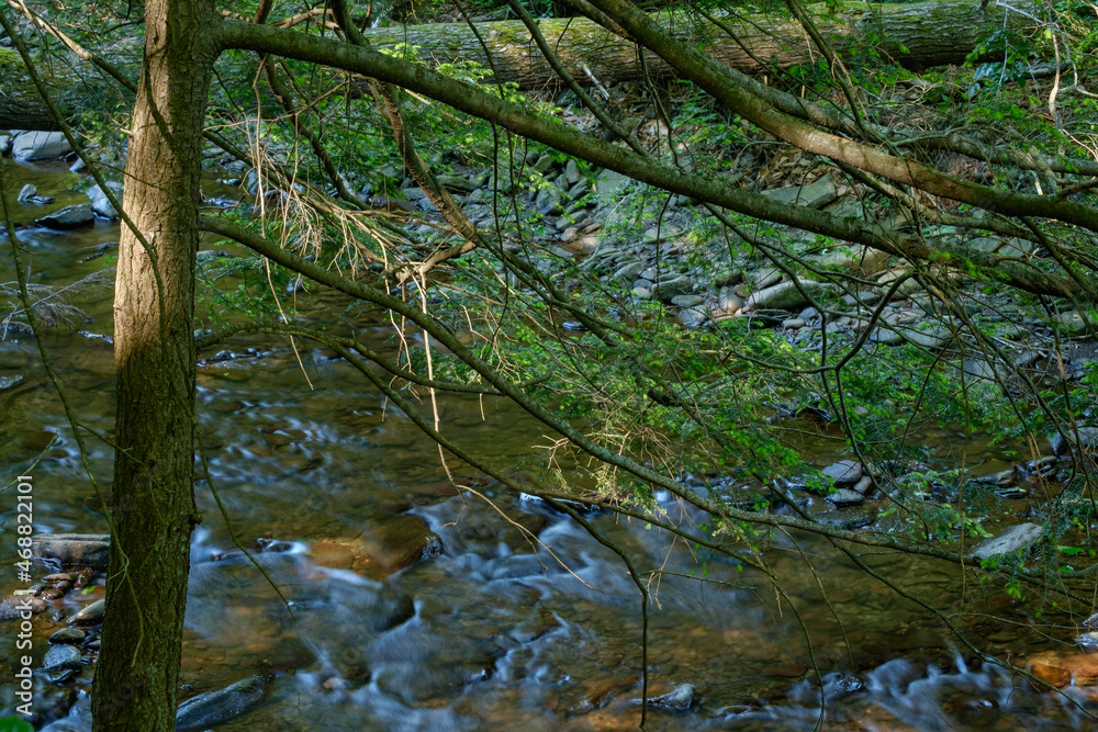 Last light of the day at sunset shining on some pine trees along a shallow clear brook