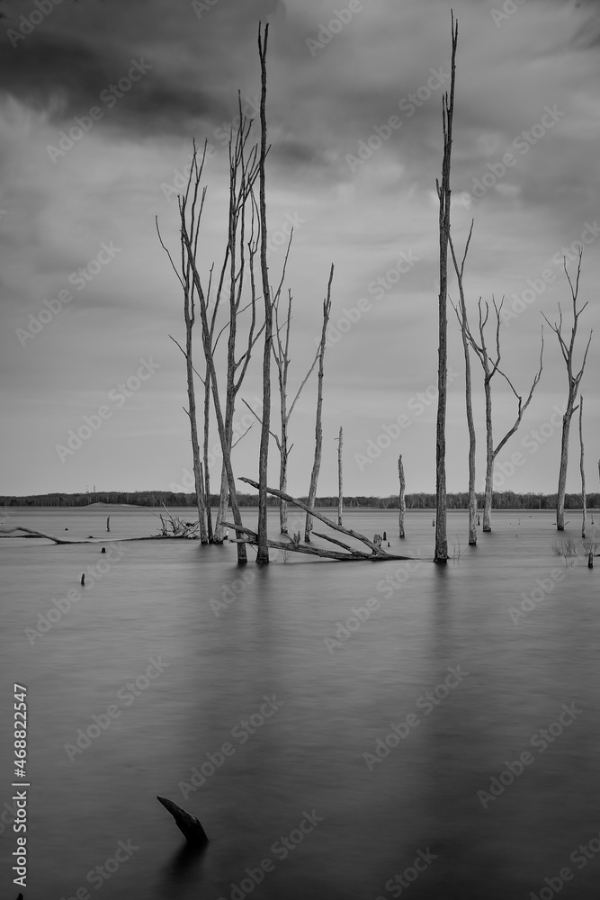 Dead trees sprouting out of a lake that has over run the shoreline Dead trees sprouting out of a lake that has over run the shoreline