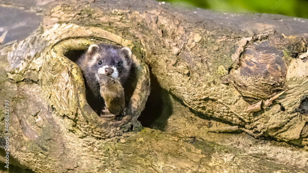 Obraz premium Polecat with mouse prey in burrow
