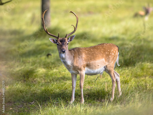 Fallow deer male with stags in rutting season © creativenature.nl