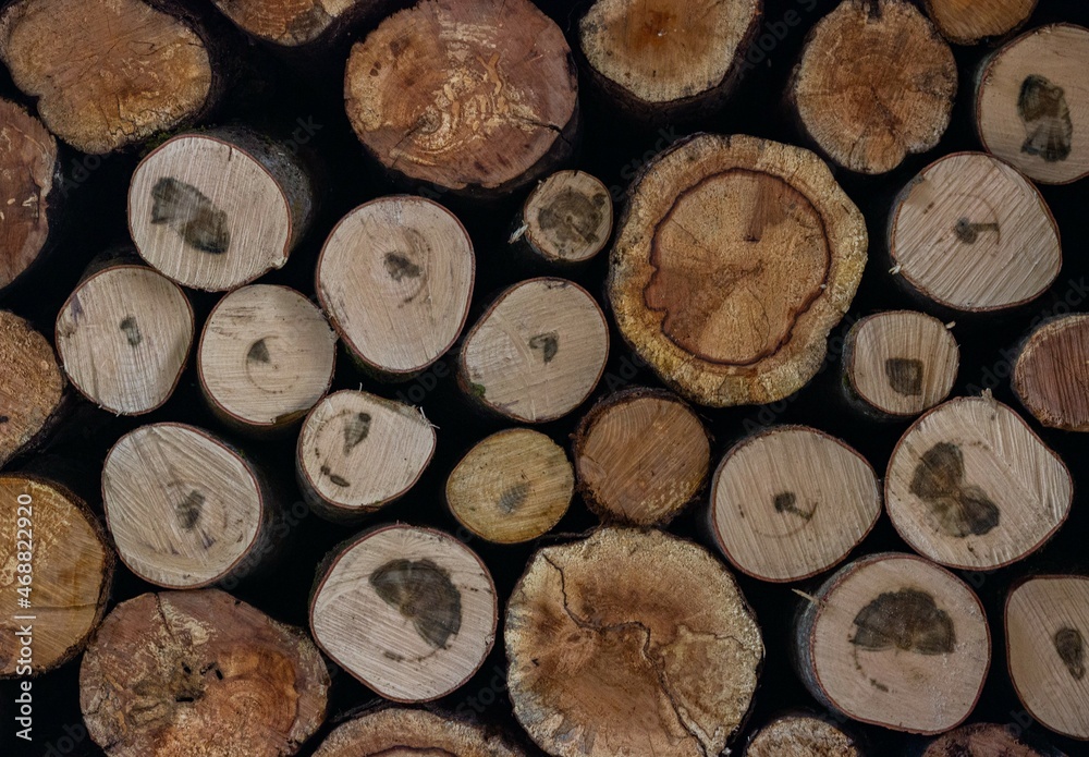 Medium-sized firewood cuts stacked in a woodpile