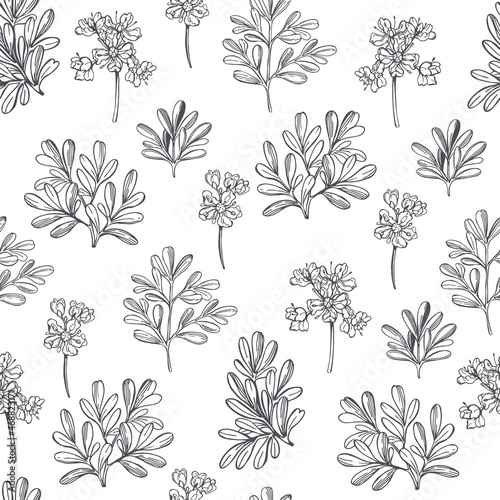 Vector pattern with spicy herbs.